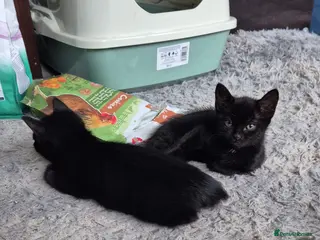 Mixed Breed cats 2 beautiful health female kittens in Wokingham - Advert 2