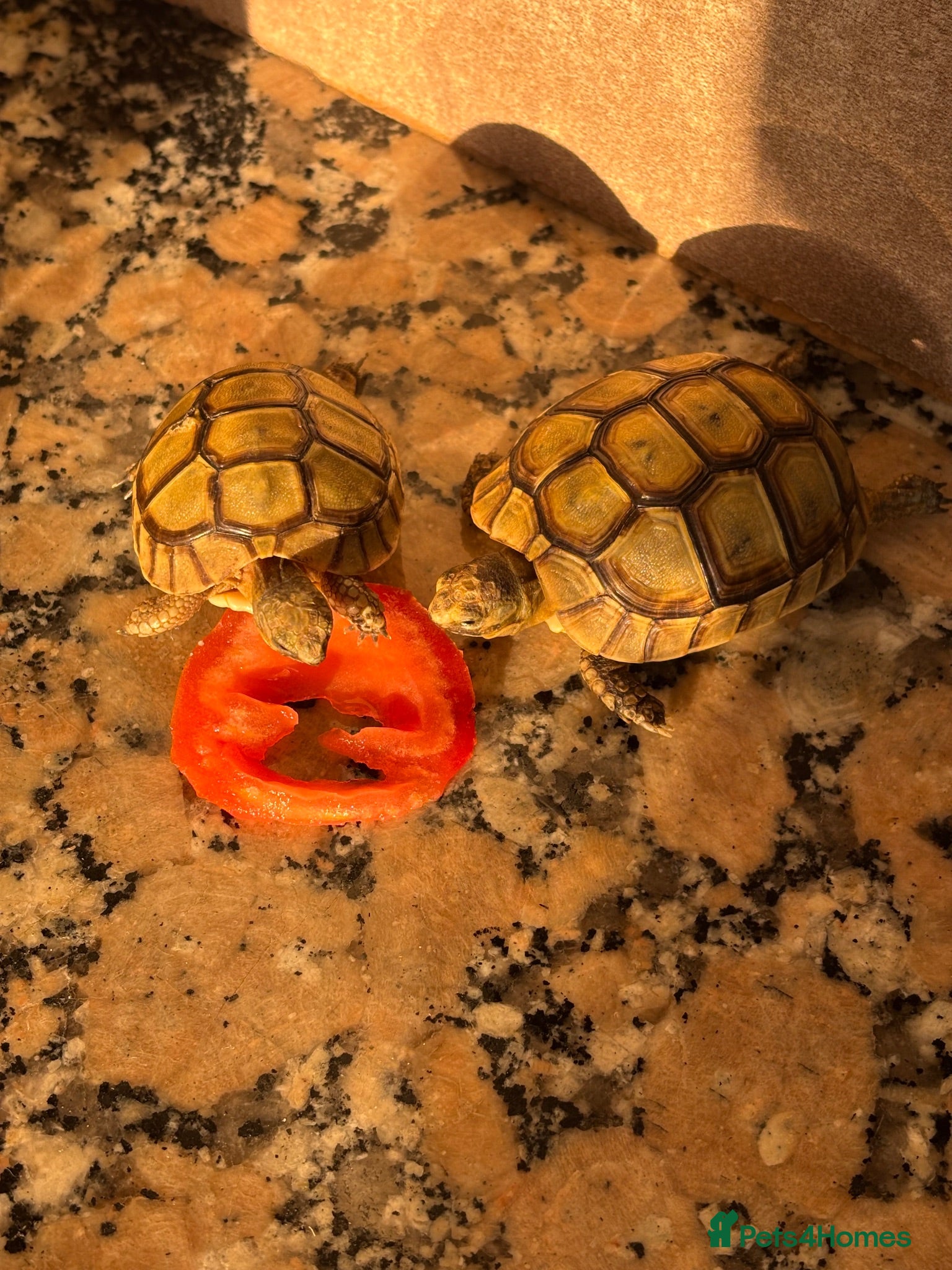 Tortoise reptiles Baby Greek tortoise - Advert 3