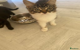 Siamese cats for sale: Chelsea ❤️kitten  in Loughborough - Image 4