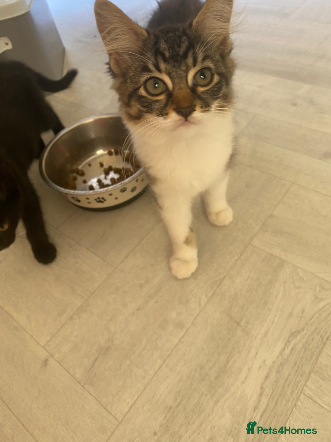 Siamese cats for sale: Chelsea ❤️kitten  in Loughborough - Image 4