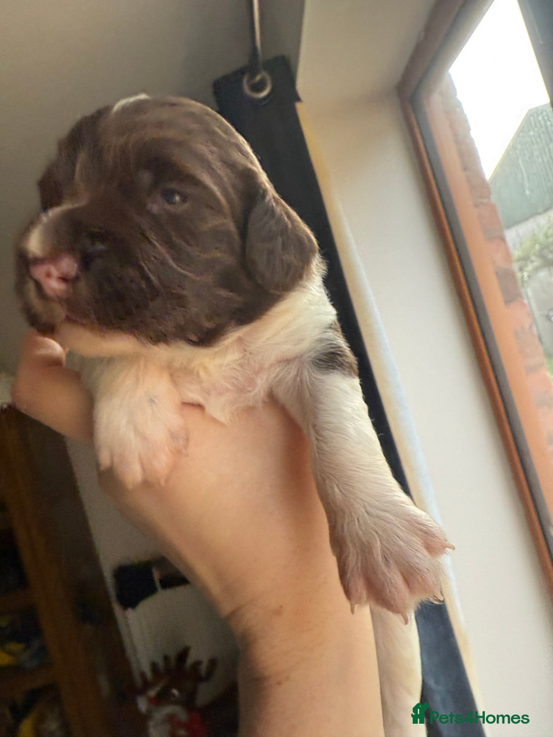 Sprocker dogs for sale: Exceptional F1B Sprocker Puppies - Advert 7