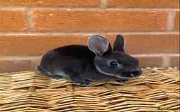 Rex rabbits for sale: Female & male otter/BEW mini rex rabbits  - Image 30
