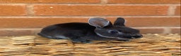 Rex rabbits for sale: Otter mini rex rabbits - Advert 5