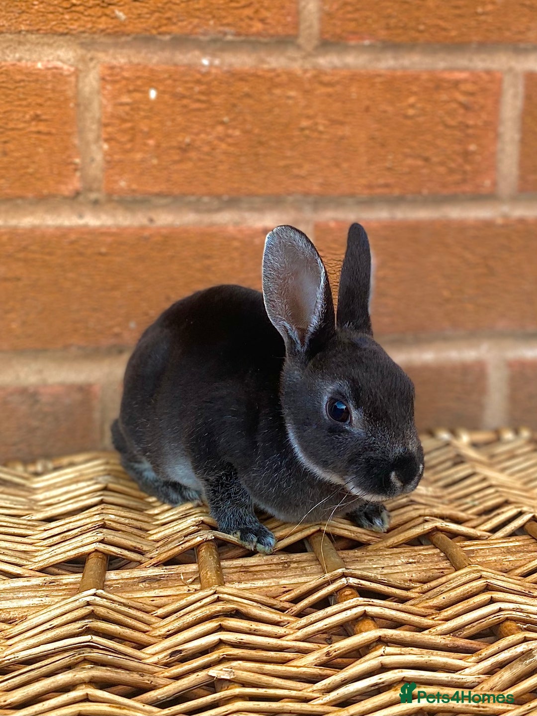 Rex rabbits for sale: Female & male otter/BEW mini rex rabbits  - Image 30