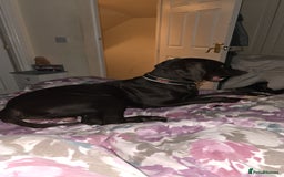 Hungarian Vizsla dogs for sale: Vizla/Vimaraner - Advert 2