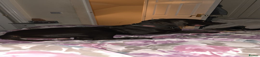 Hungarian Vizsla Puppy 1