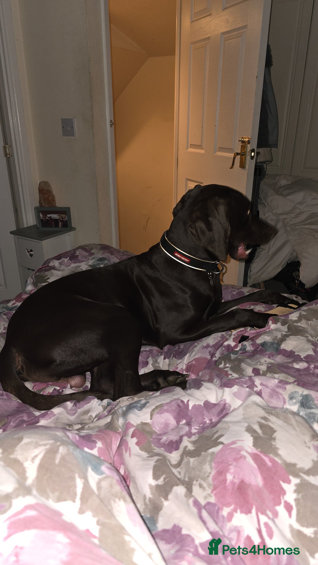 Hungarian Vizsla dogs for sale: Vizla/Vimaraner - Advert 2