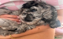 Cavapoo dogs for sale: 🌟HEALTH TESTED F1B CAVAPOO MERLE STUNNING PUPPIES - Image 19