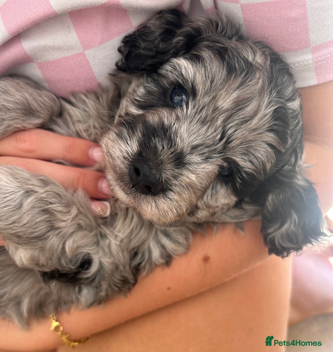Cavapoo dogs for sale: 🌟HEALTH TESTED F1B CAVAPOO MERLE STUNNING PUPPIES - Image 19