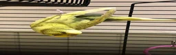 Budgerigars birds for sale: Pair of budgies Male and Female - Advert 3