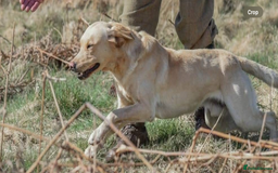 Labrador Retriever dogs for sale: Labrador puppies  - Image 2