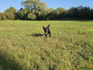 Mixed Breed dogs - Advert 18