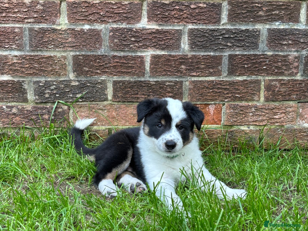 Border Collie dogs for sale: Unique Tri colour and piebald Border Collies  - Image 5