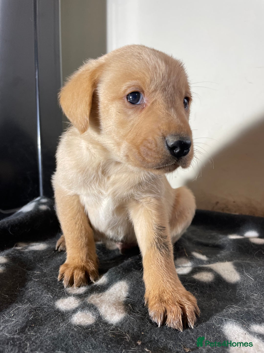 Labrador Retriever dogs for sale: Stunning chunky Labrador pups  - Advert 11