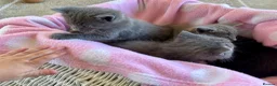 British Shorthair cats for sale: 2 Beautiful Kittens for sale - Blue Grey and Tabby - Advert 8