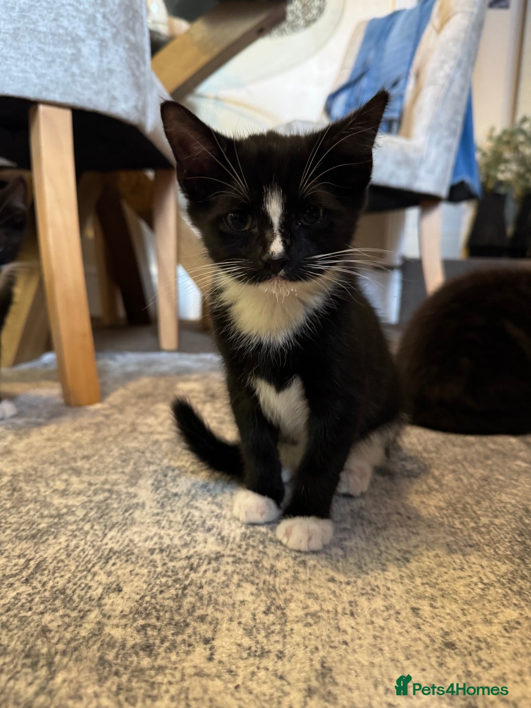 European cats for sale: 3 Beautiful Kittens  - Advert 3