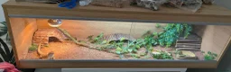 Bearded Dragon reptiles for sale: Bearded Dragon and Full set up in Walsall - Advert 5