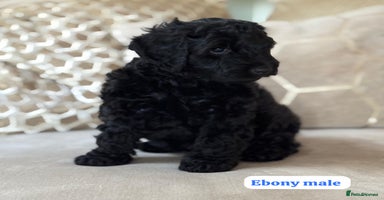 Cockapoo dogs - Advert 3