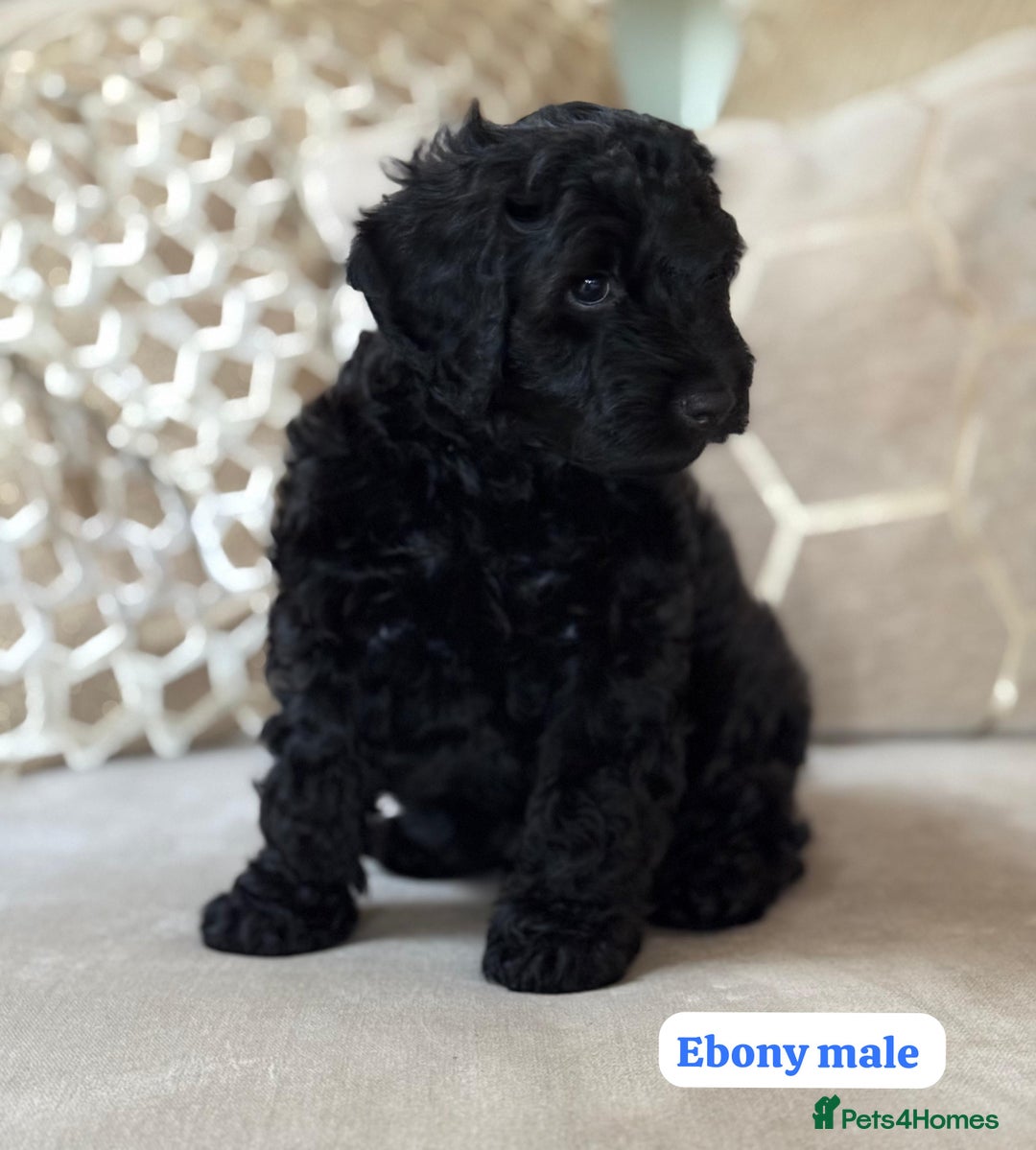 Cockapoo dogs for sale: ** BEAUTIFUL CHOC & EBONY TOY F1 COCKAPOO PUPS ** - Image 2