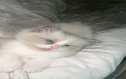 Ragdoll cats for sale: 😍 RARE BLUE LYNX POINT BICOLOR ENTIRE MALE 😍 - Image 5