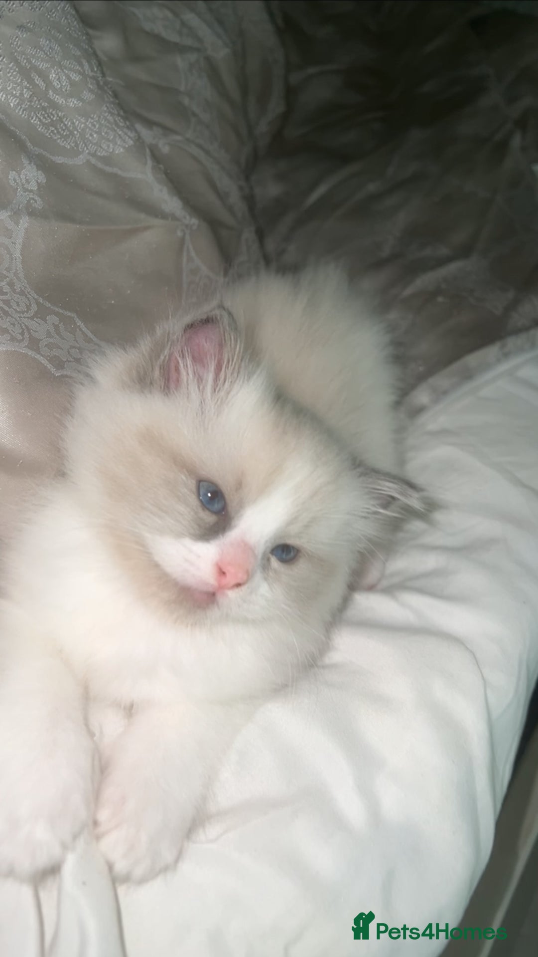 Ragdoll cats for sale: 😍 RARE BLUE LYNX POINT BICOLOR ENTIRE MALE 😍 - Image 5