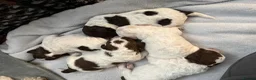 Lagotto Romagnolo dogs for sale: Italian water dog /lagotto romagnolo  - Advert 18