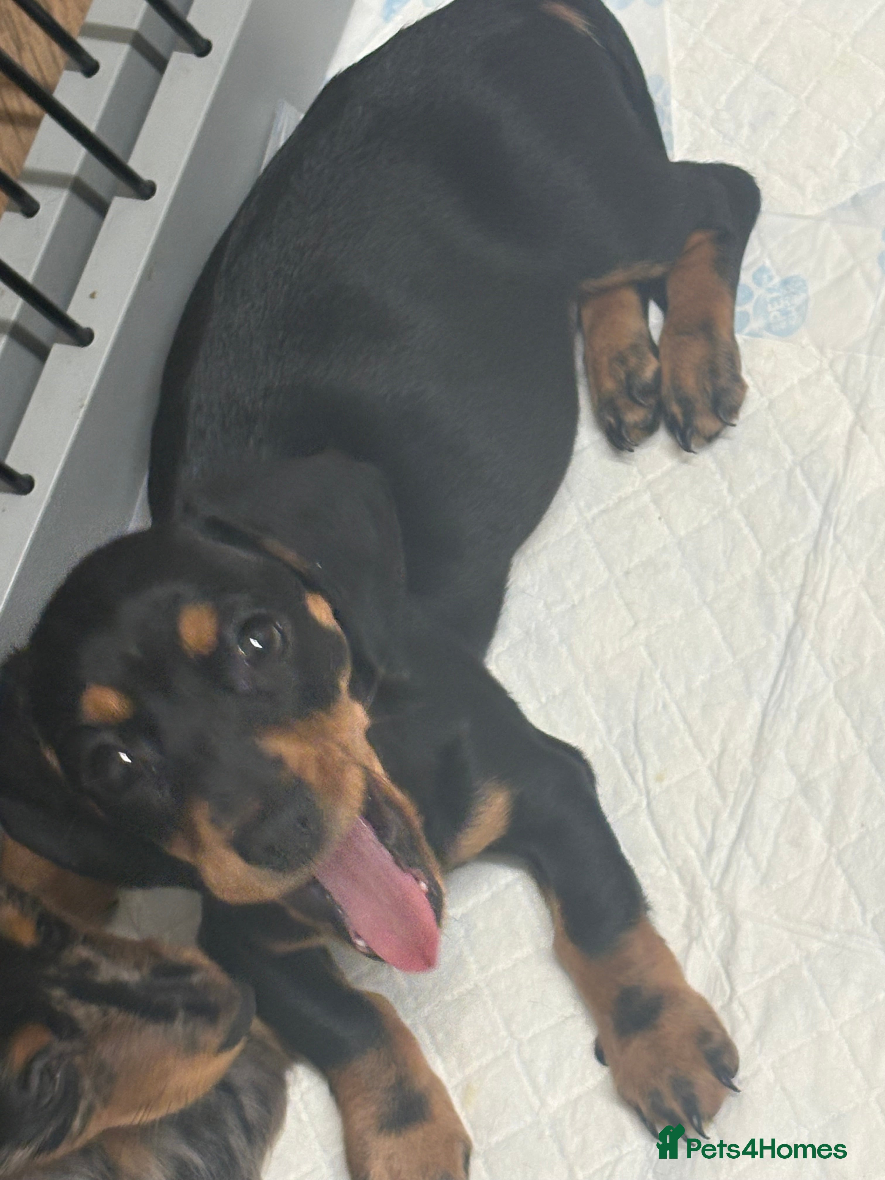 Miniature Dachshund dogs for sale: 🐾 Beautiful Miniature Dachshund 🐾 - Advert 2