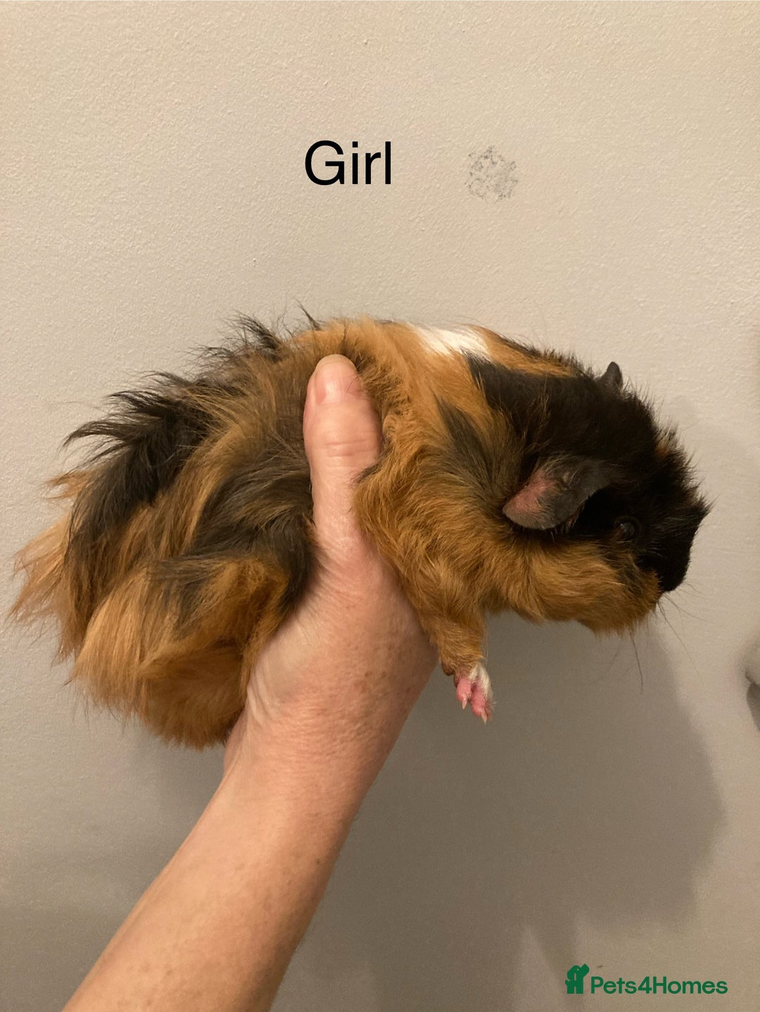 Guinea Pig rodents for sale: 5 Gorgeous Guinea Pigs for sale - Advert 1