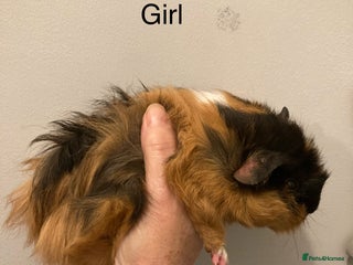Guinea Pig rodents 5 Gorgeous Guinea Pigs for sale - Advert 1