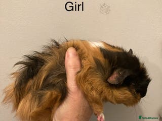 Guinea Pig rodents 5 Gorgeous Guinea Pigs for sale - Advert 8