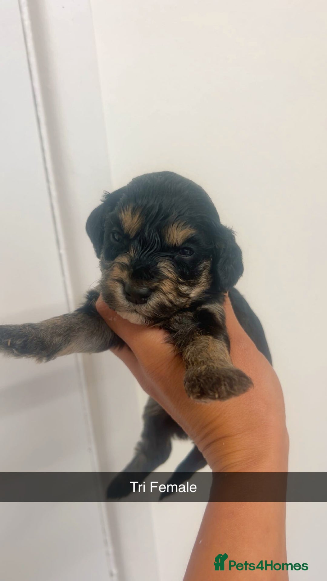 Cockapoo dogs for sale: Beautiful cockapoo family litter  - Image 4