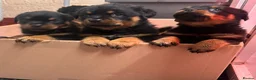 Rottweiler dogs for sale: Stunning KC Reg Old Type Rottweiler Puppies  - Advert 21