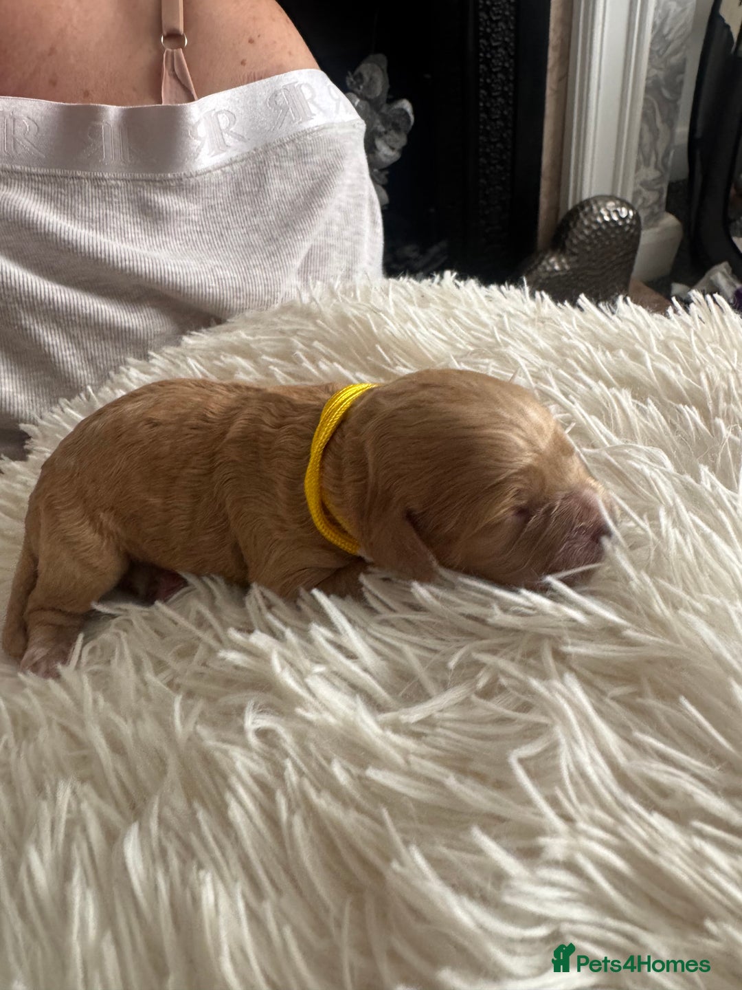 Mixed Breed dogs for sale: Cavapoochon Puppies ** 3 Girls 1 Boy remaining ** - Image 21