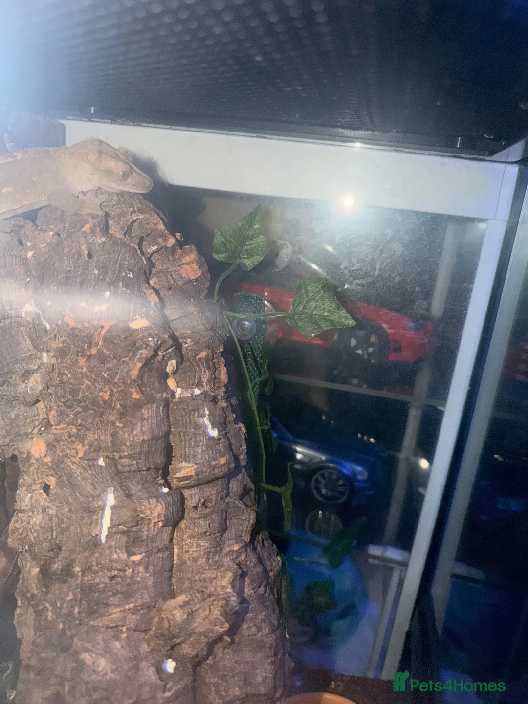 Gecko reptiles for sale: 2 crested geckos with tanks etc  - Advert 1