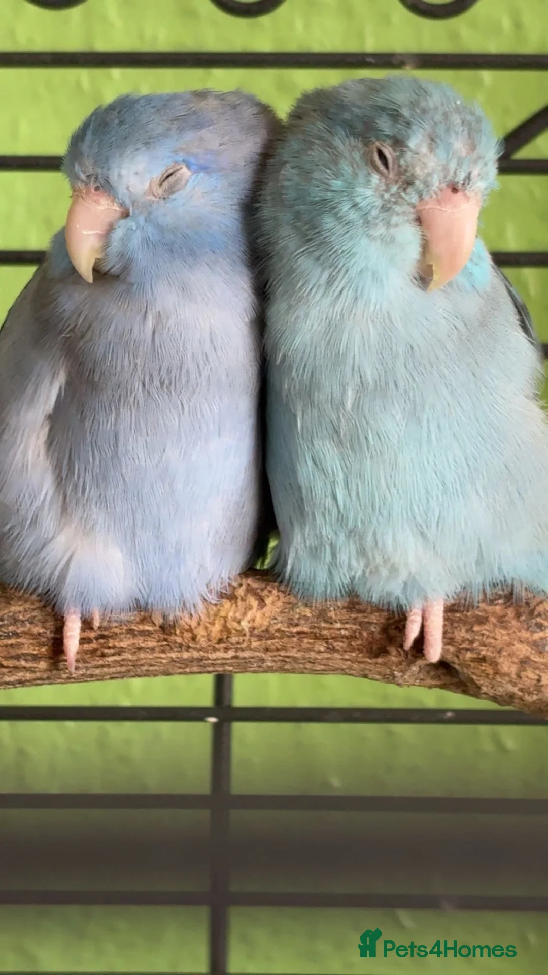 Parrots birds for sale: Two Gorgeous Blue Parrotlets  (CAGE INCLUDED) - Advert 1