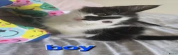 Mixed Breed cats for sale: 3 beautiful kitten - Advert 7
