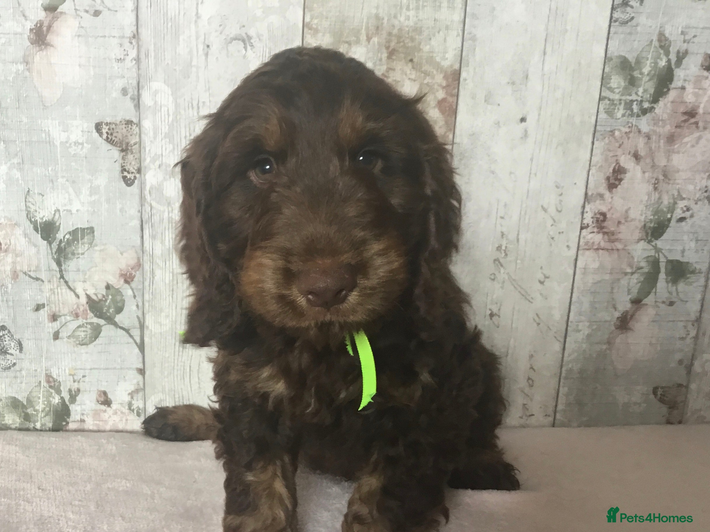 Mixed Breed Puppy 1