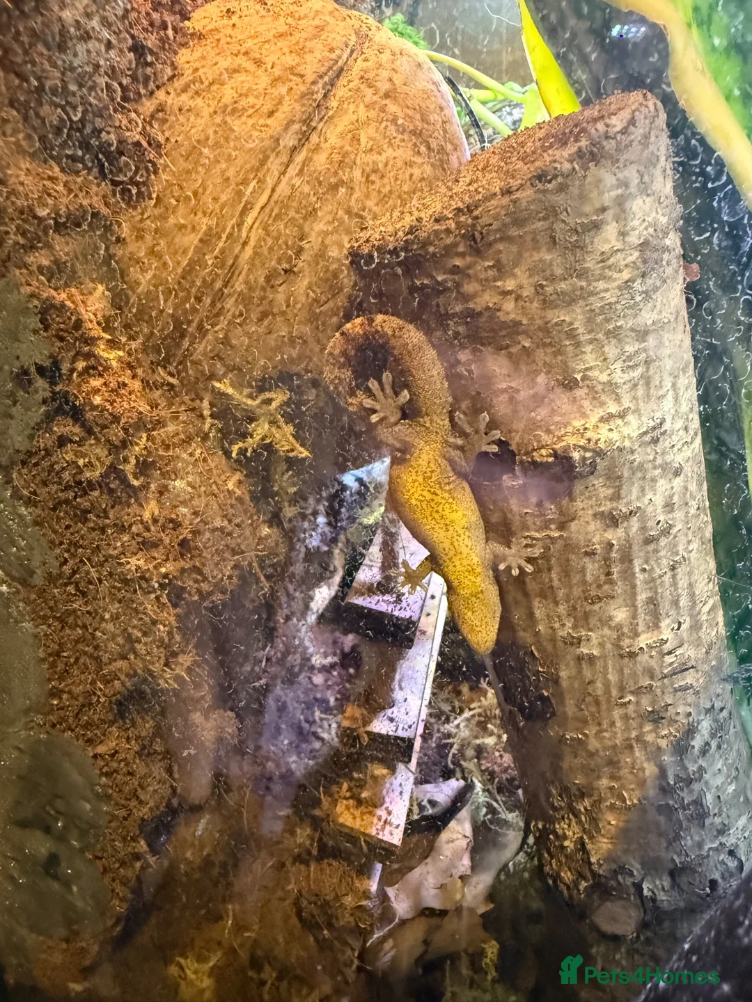 Gecko reptiles for sale: Mourning geckos for sals - Advert 2