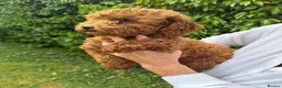 Toy Poodle dogs for sale: BEAUTIFUL KENNEL CLUB REG!! TOY POODLE - Advert 7
