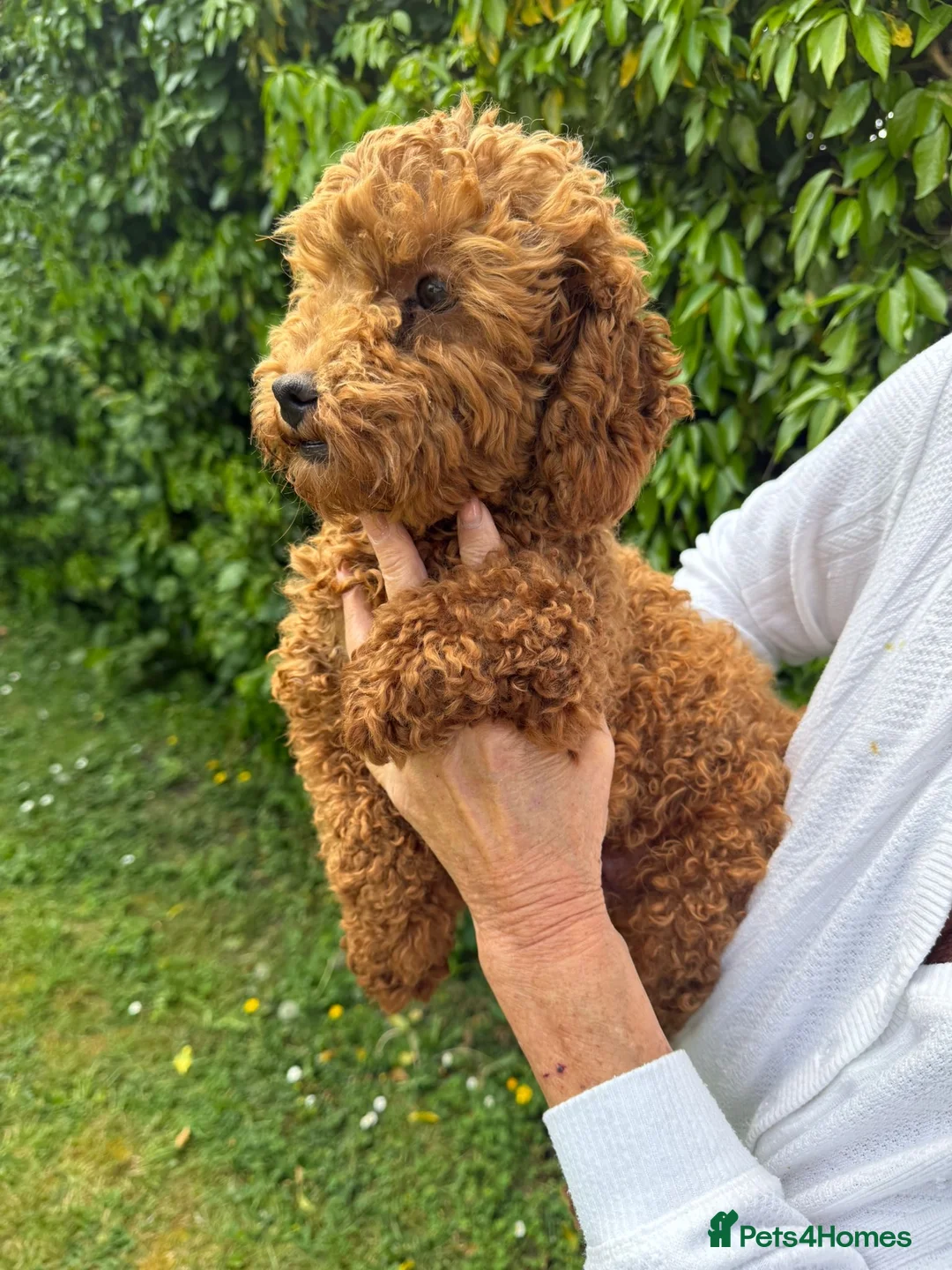 Toy Poodle dogs for sale: KENNEL CLUB REGISTERED TOY POODLE FEMALE!! - Advert 10