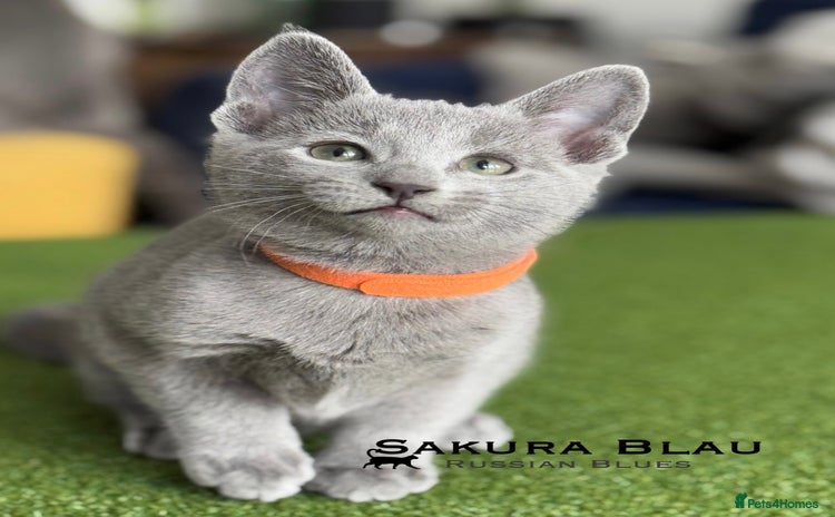 Russian Blue cats - Advert 1