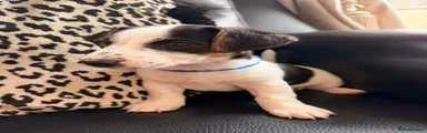 Jack Russell 1