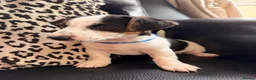 Jack Russell dogs for sale: Jack Russell Puppies  - Advert 6