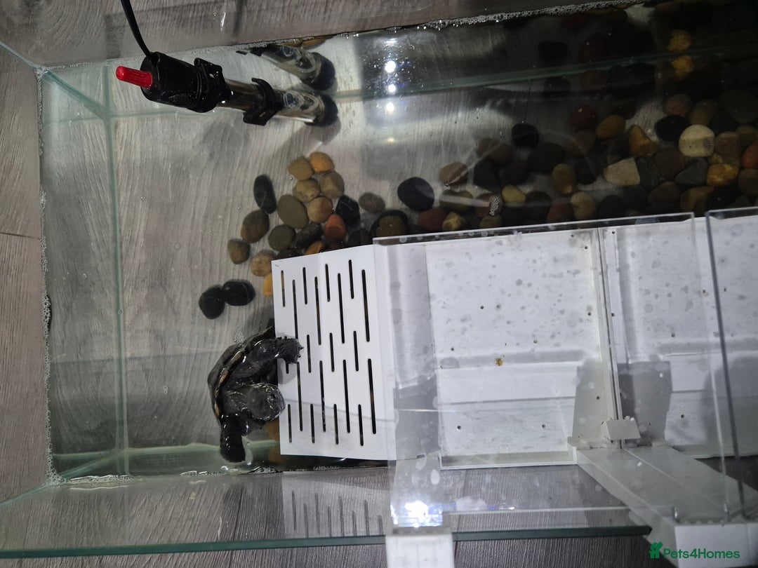 Turtle reptiles for sale: Reeves Turtle - Advert 3