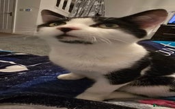 British Shorthair cats for sale: Male approx 6 months black & white - Image 4