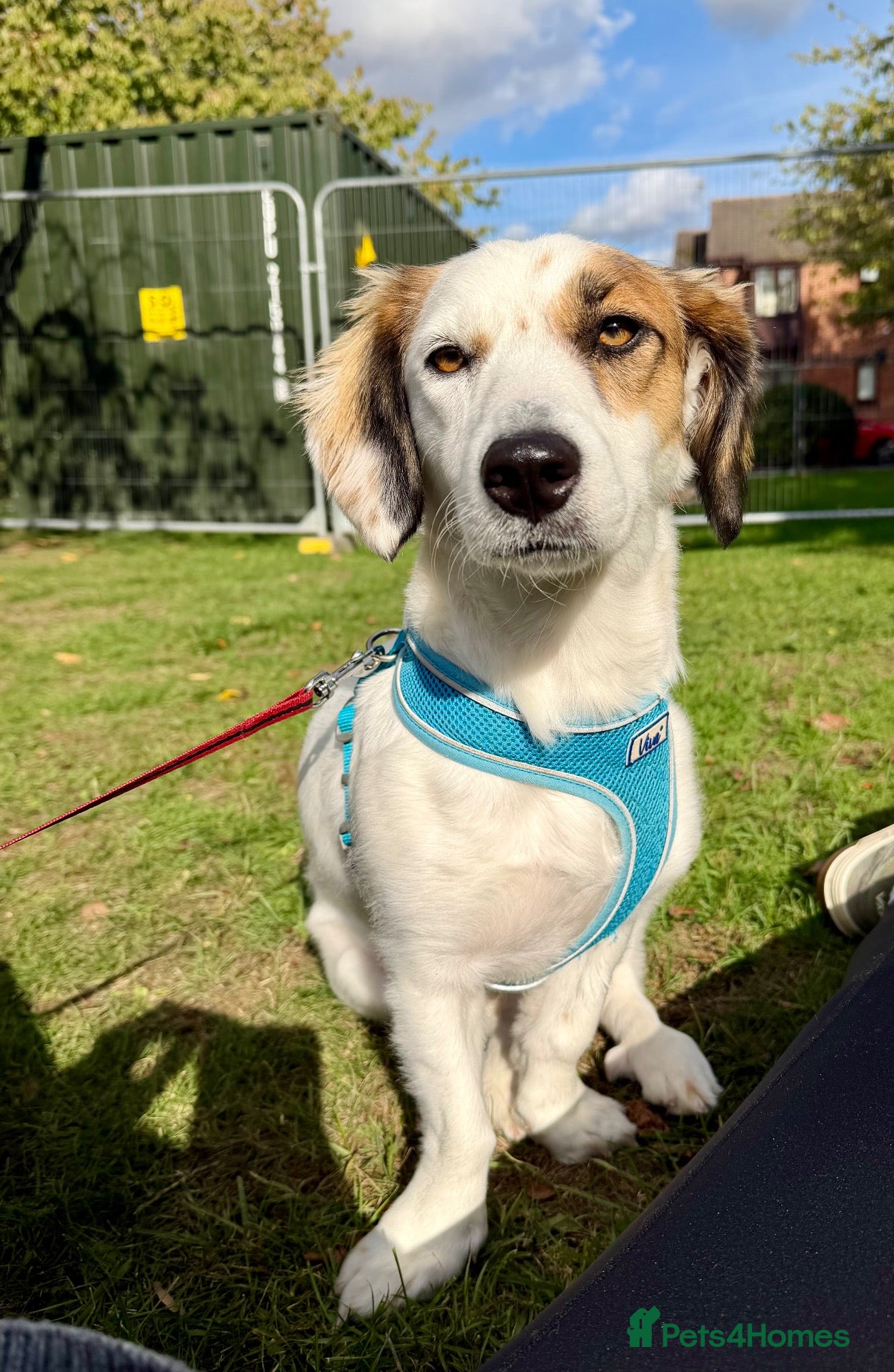 Mixed Breed dogs Mabel Needs You  - Advert 1