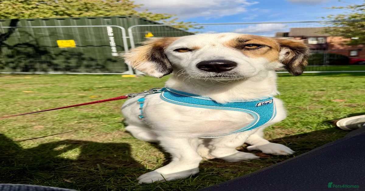 Pets & Animals for adoption | Pets4Homes