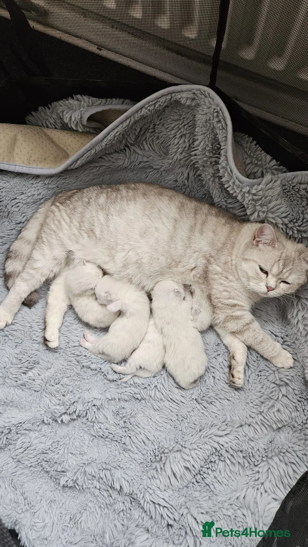 British Shorthair cats for sale: KITTEN BRITISH-SHORTHAIR! -4 Adorable Girl Kittens in London - Advert 4