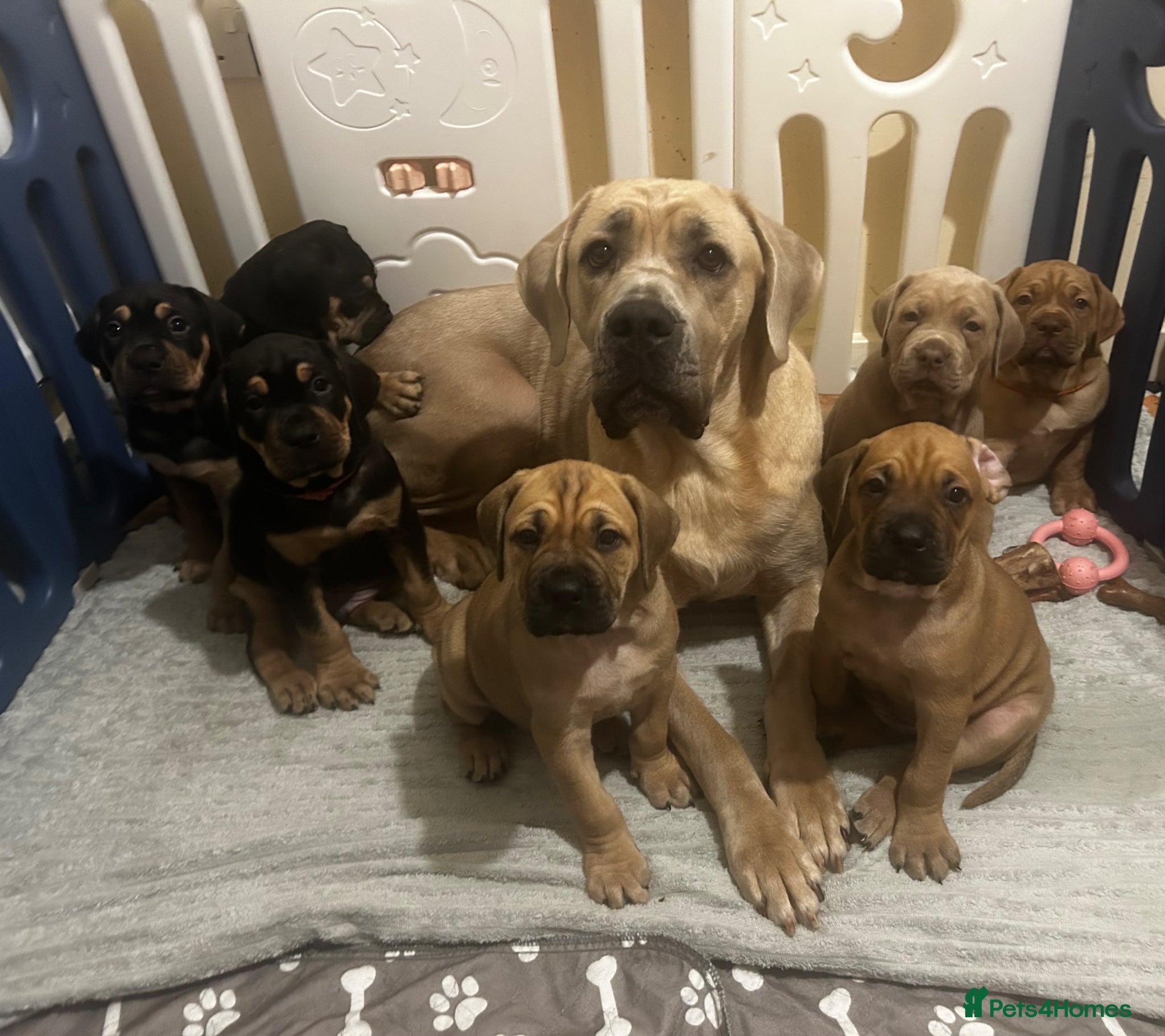 Mixed Breed dogs 🐾 Stunning Cane Corso Cross Puppies–Ready Soon 🐾 - Advert 16