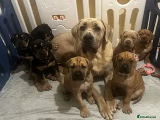 Mixed Breed dogs 🐾 Stunning Cane Corso Cross Puppies–Ready Soon 🐾 - Advert 16